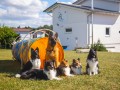 Jogis Hundeschule 060