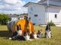 Jogis Hundeschule 065